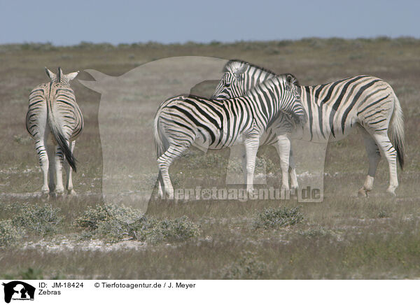 Zebras / Zebras / JM-18424
