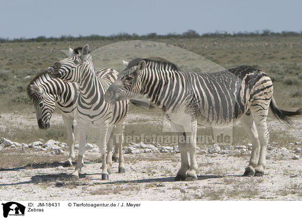 Zebras / Zebras / JM-18431