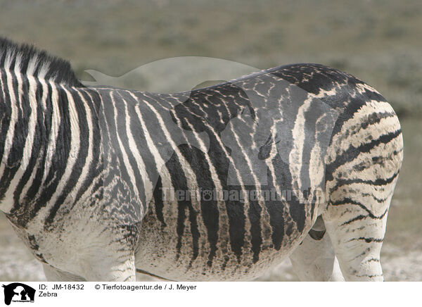 Zebra / JM-18432