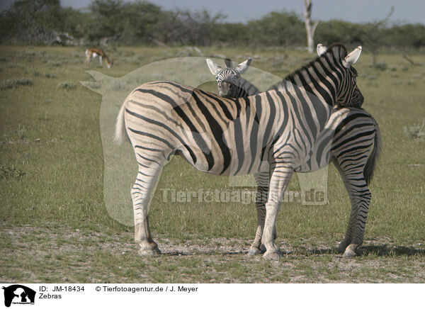 Zebras / JM-18434