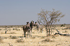 Zebra in der Steppe von Namibia