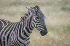 Zebra im Regen