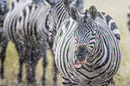 Zebras im Regen