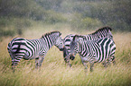 Zebras im Regen