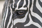 Zebra Auge