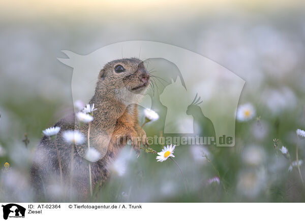 Ziesel / gopher / AT-02364
