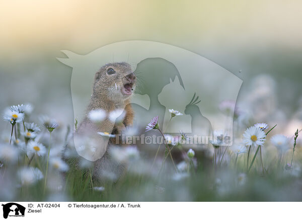 Ziesel / gopher / AT-02404