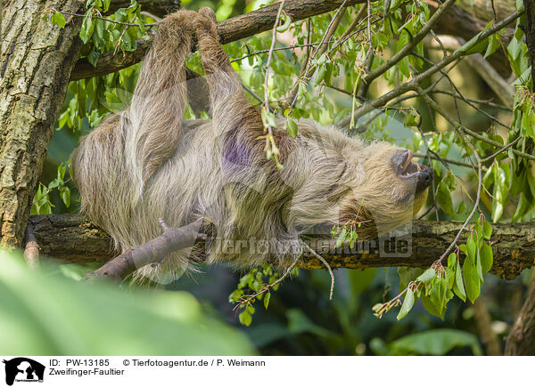 Zweifinger-Faultier / Linnaeus's two-toed sloth / PW-13185