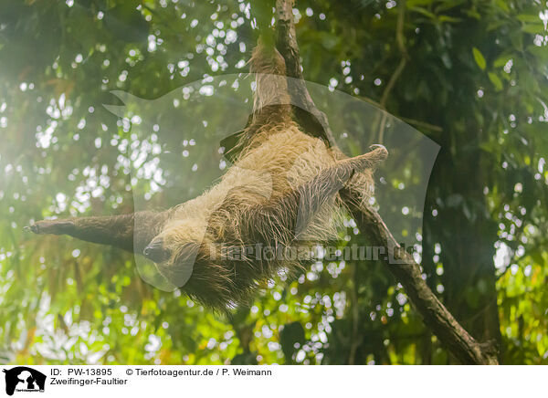 Zweifinger-Faultier / Linnaeus's two-toed sloth / PW-13895