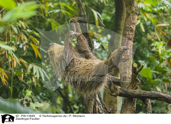 Zweifinger-Faultier / Linnaeus's two-toed sloth / PW-13899
