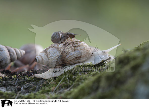 Afrikanische Riesenschnecke / African giant snail / JM-02176