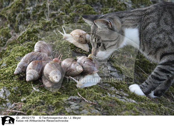 Katze mit Afrikanische Riesenschnecke / Cat with African giant snail / JM-02179