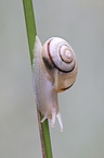 Bnderschnecke