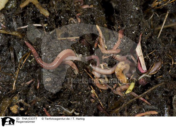 Regenwrmer / earthworms / THA-03377