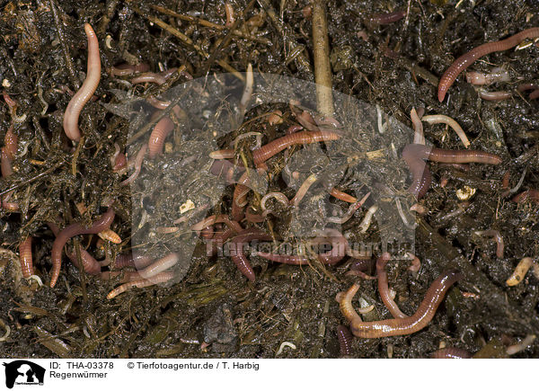 Regenwrmer / earthworms / THA-03378