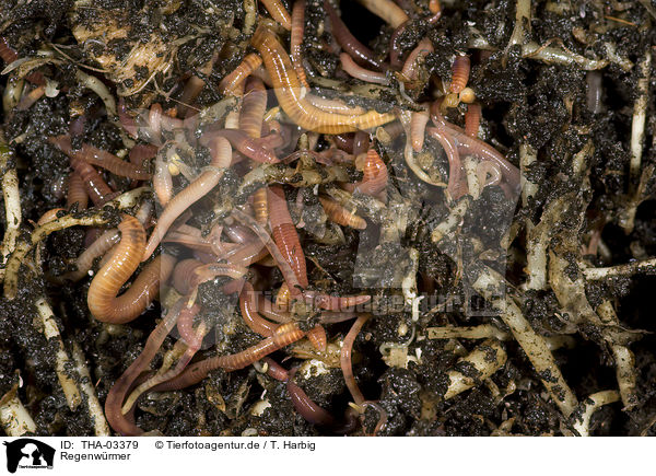 Regenwrmer / earthworms / THA-03379