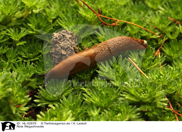 Rote Wegschnecke / European red slug / HL-02676