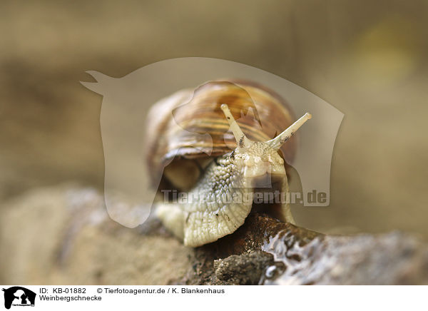 Weinbergschnecke / apple snail / KB-01882