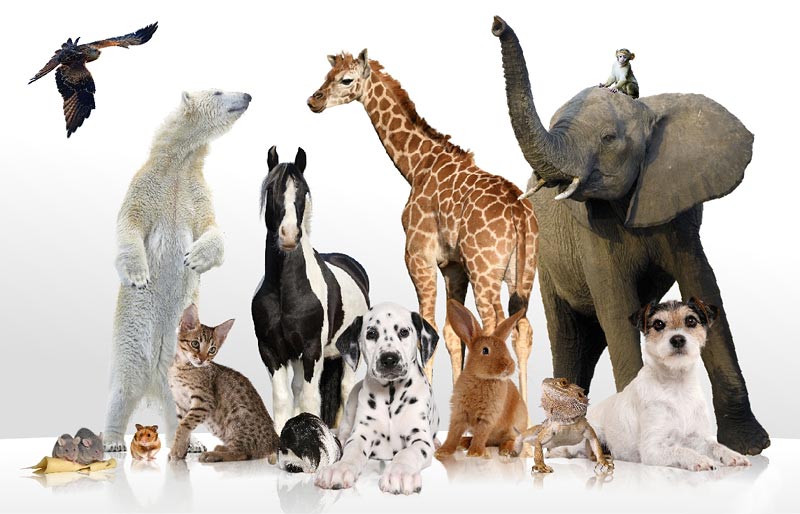 Tierfotoagentur Bildagentur mit Spezialisierung auf Tierbilder und
