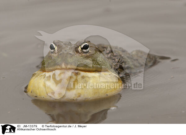 Afrikanischer Ochsenfrosch / African bullfrog / JM-13379