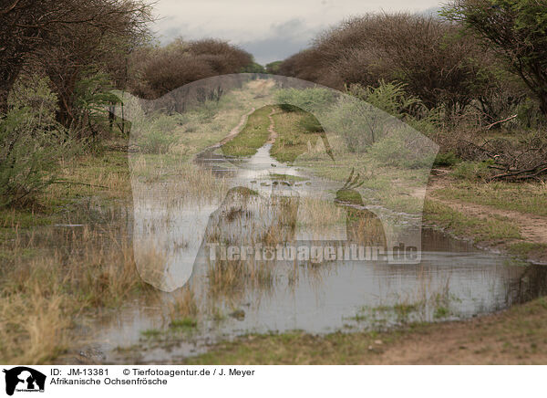 Afrikanische Ochsenfrsche / African bullfrogs / JM-13381