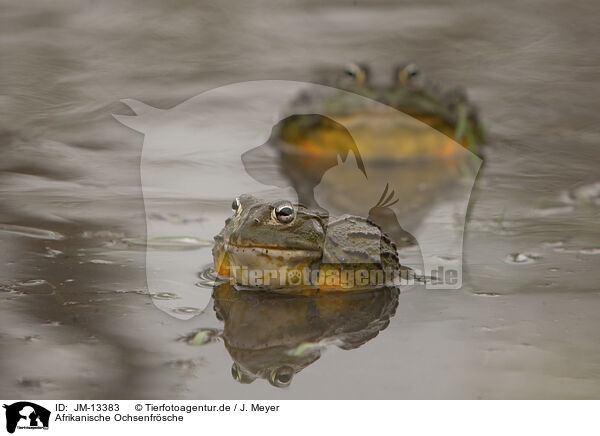 Afrikanische Ochsenfrsche / African bullfrogs / JM-13383