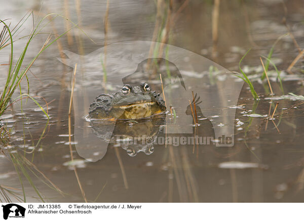 Afrikanischer Ochsenfrosch / African bullfrog / JM-13385