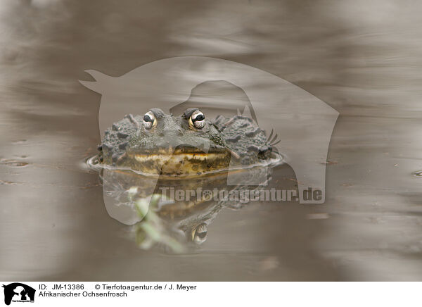 Afrikanischer Ochsenfrosch / African bullfrog / JM-13386