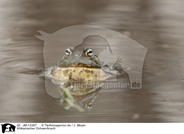 Afrikanischer Ochsenfrosch / African bullfrog / JM-13387