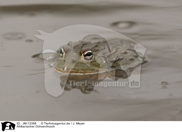 Afrikanischer Ochsenfrosch / African bullfrog / JM-13388