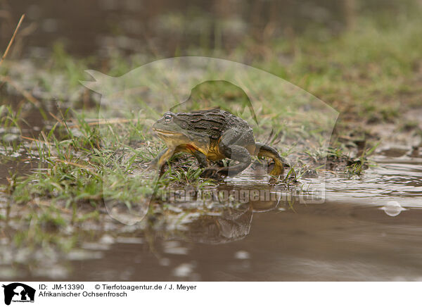 Afrikanischer Ochsenfrosch / African bullfrog / JM-13390