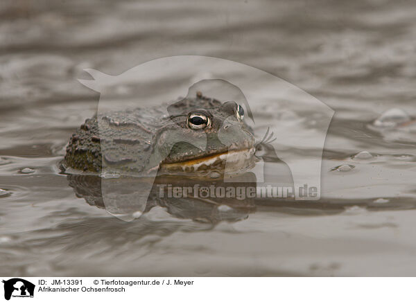 Afrikanischer Ochsenfrosch / African bullfrog / JM-13391