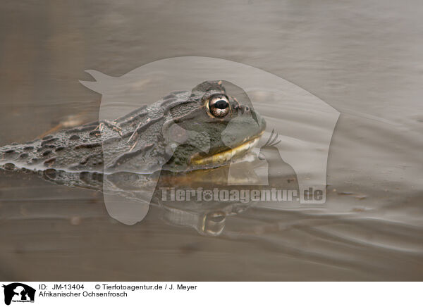 Afrikanischer Ochsenfrosch / African bullfrog / JM-13404