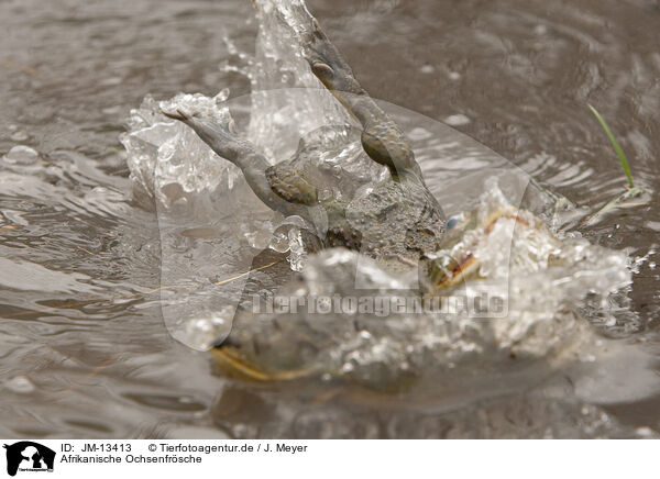 Afrikanische Ochsenfrsche / African bullfrogs / JM-13413