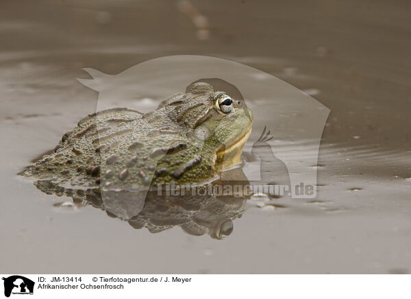 Afrikanischer Ochsenfrosch / African bullfrog / JM-13414