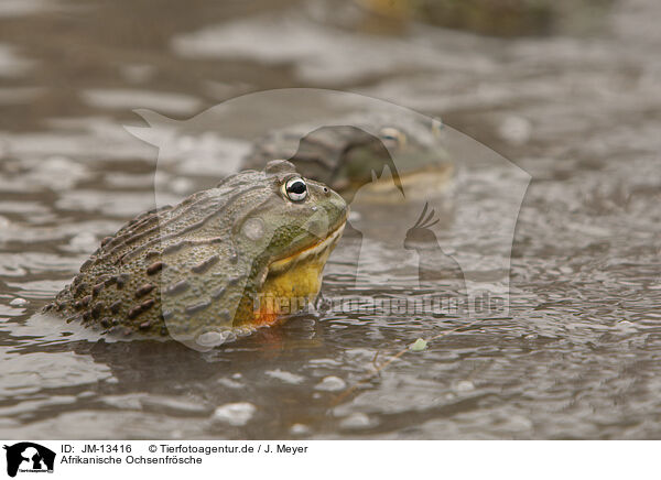 Afrikanische Ochsenfrsche / African bullfrogs / JM-13416