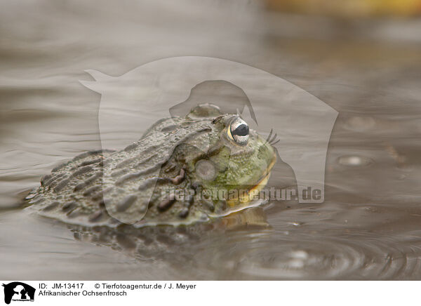 Afrikanischer Ochsenfrosch / JM-13417