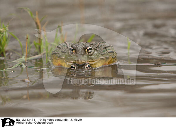 Afrikanischer Ochsenfrosch / JM-13418
