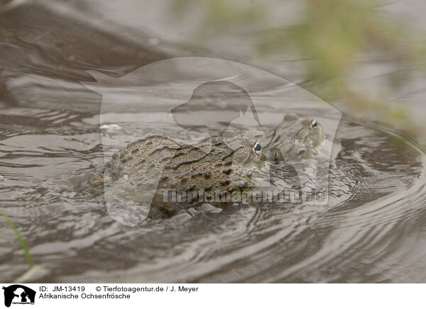 Afrikanische Ochsenfrsche / African bullfrogs / JM-13419