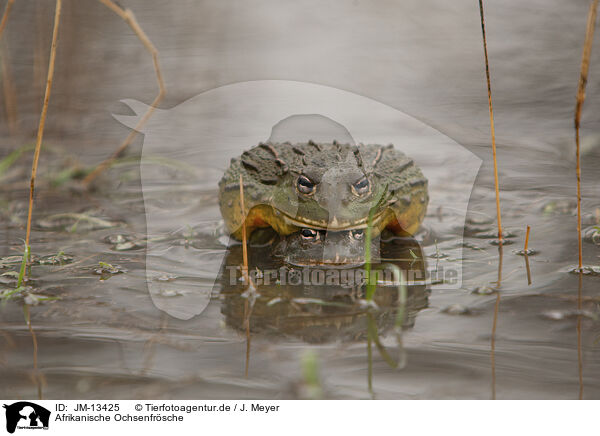 Afrikanische Ochsenfrsche / African bullfrogs / JM-13425