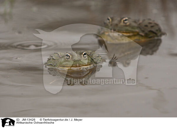 Afrikanische Ochsenfrsche / African bullfrogs / JM-13426