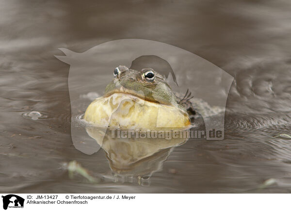 Afrikanischer Ochsenfrosch / African bullfrog / JM-13427