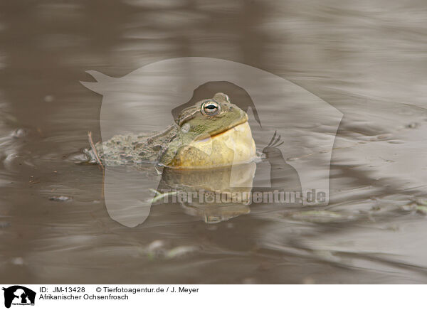Afrikanischer Ochsenfrosch / African bullfrog / JM-13428