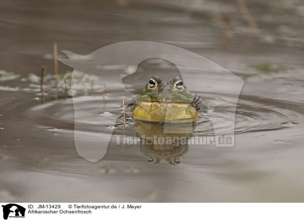 Afrikanischer Ochsenfrosch / African bullfrog / JM-13429