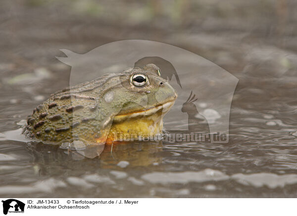 Afrikanischer Ochsenfrosch / African bullfrog / JM-13433