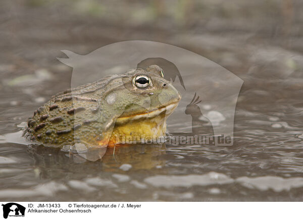 Afrikanischer Ochsenfrosch / JM-13433