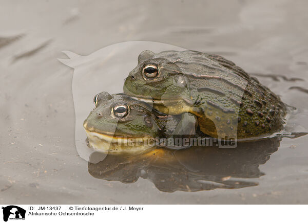 Afrikanische Ochsenfrsche / African bullfrogs / JM-13437