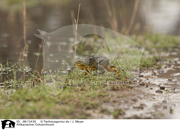 Afrikanischer Ochsenfrosch / African bullfrog / JM-13438