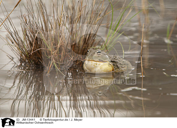 Afrikanischer Ochsenfrosch / African bullfrog / JM-13441