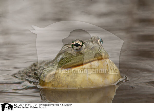 Afrikanischer Ochsenfrosch / African bullfrog / JM-13444